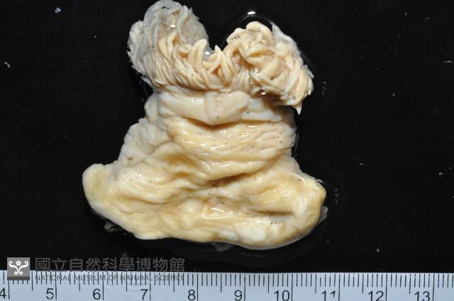 豹紋海葵(暫譯)藏品圖，第10張