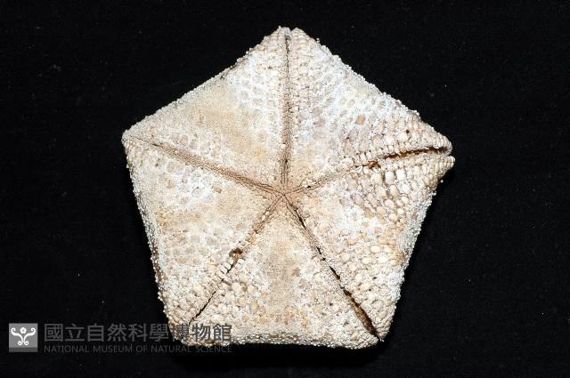 麵包海星(饅頭海星)藏品圖，第10張