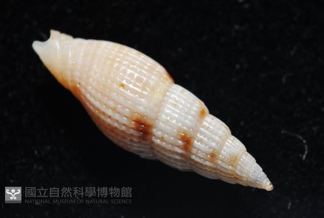 水月蛹筆螺藏品圖，第10張