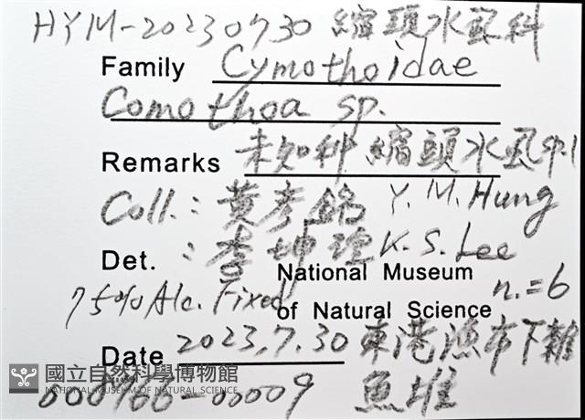 未知種縮頭水虱藏品圖，第10張