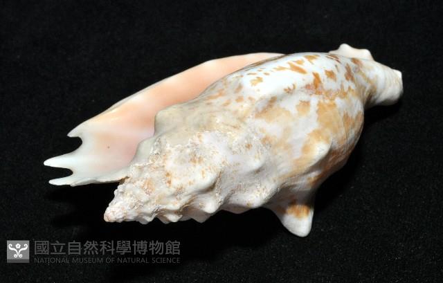 紫袖鳳凰螺藏品圖，第10張