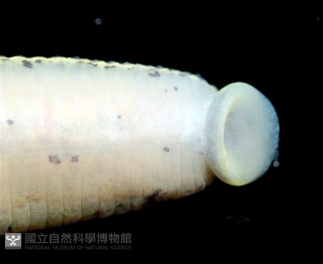 光潤金線蛭藏品圖，第9張