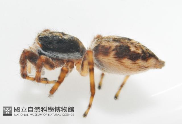 雙帶扁蠅虎藏品圖，第10張