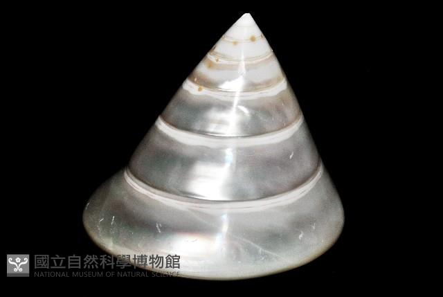 馬蹄鐘螺(牛蹄鐘螺)藏品圖，第10張