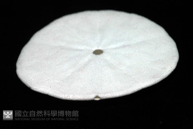 盾形網溝海膽藏品圖，第10張
