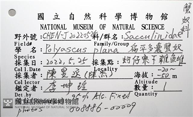 扁平多囊蟹奴藏品圖，第10張
