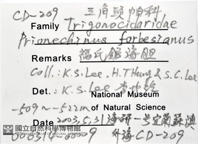福氏鋸海膽藏品圖，第10張