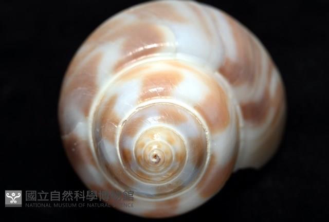 妃珍鳳螺藏品圖，第10張