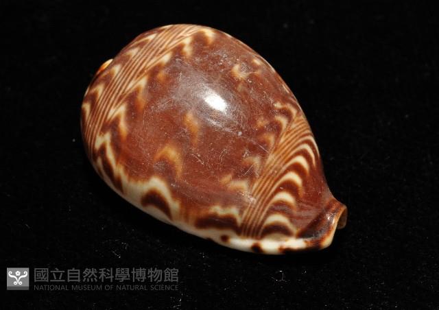 山水寶螺藏品圖，第10張