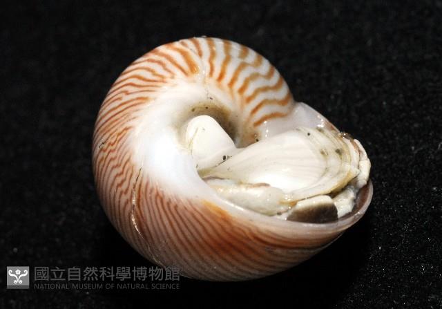 細紋玉螺藏品圖，第10張