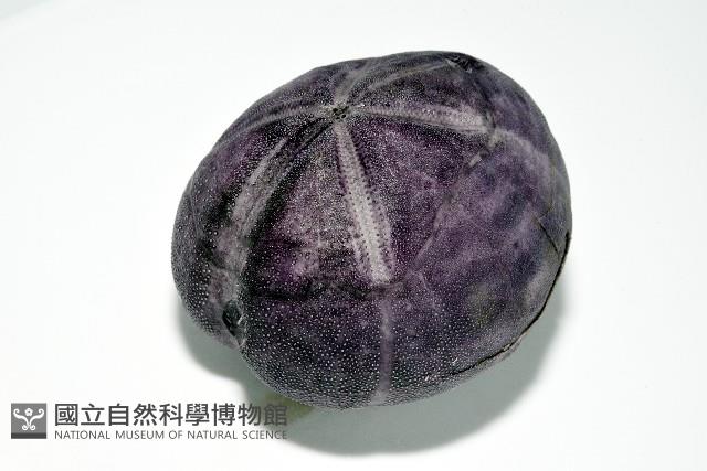中華釜海膽藏品圖，第10張