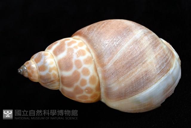 錫蘭鳳螺藏品圖，第10張