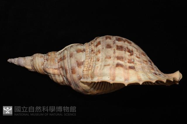 大法螺藏品圖，第10張