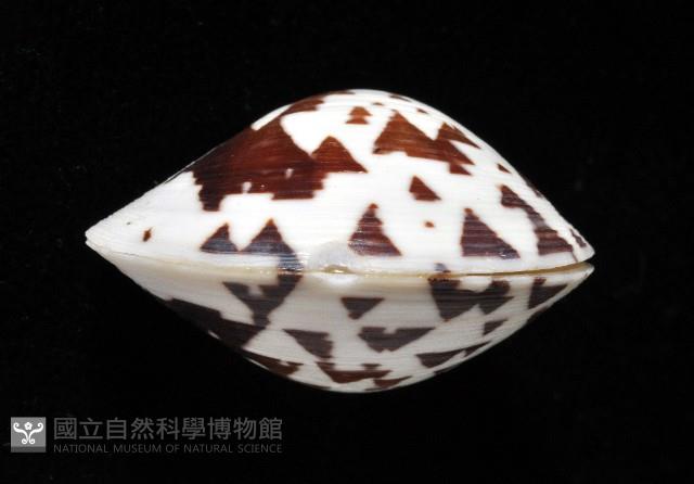 秀美文蛤藏品圖，第10張