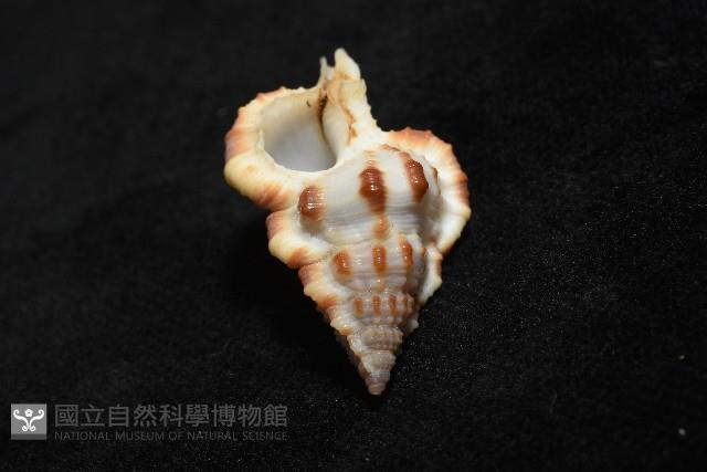 褐廇翼法螺藏品圖，第10張