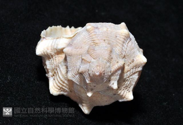 染料骨螺藏品圖，第10張