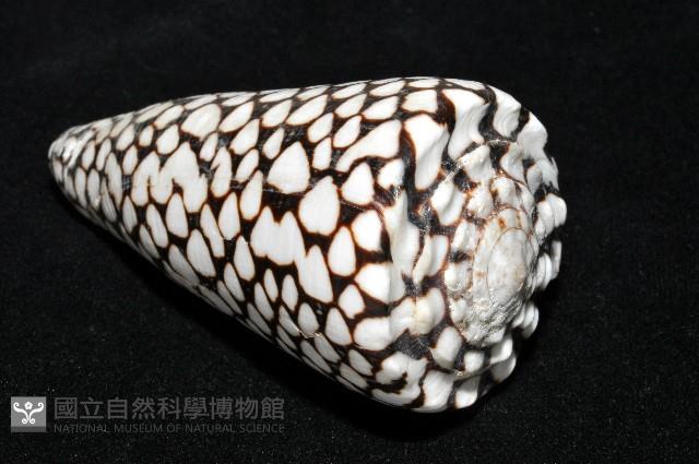 大理石芋螺藏品圖，第10張