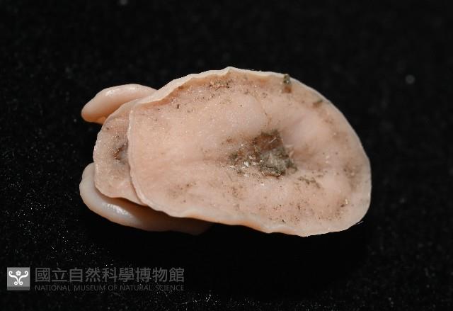 尖頂梳齒笠螺藏品圖，第10張