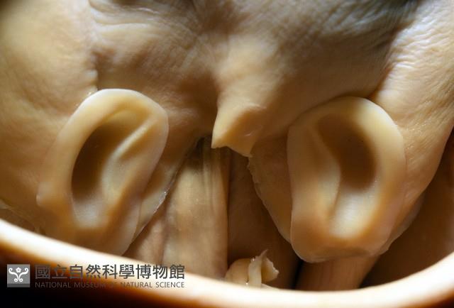 金烏賊藏品圖，第10張