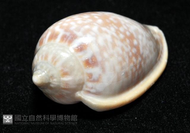 艷紅穀米螺藏品圖，第10張