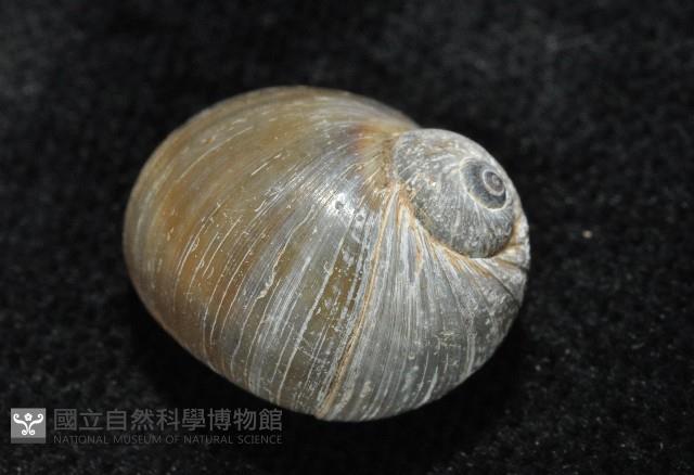 安東尼玉螺藏品圖，第10張