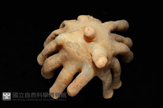 寄居蟹鞘群海葵藏品圖，第10張