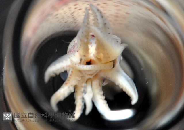 奧蘭鳶柔魚藏品圖，第10張