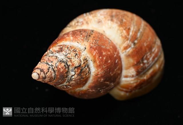 霧花鳳螺(華南鳳螺)藏品圖，第10張