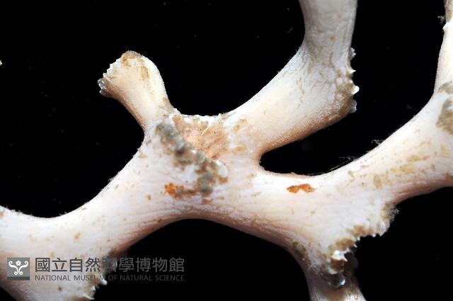 枝狀多目珊瑚藏品圖，第10張