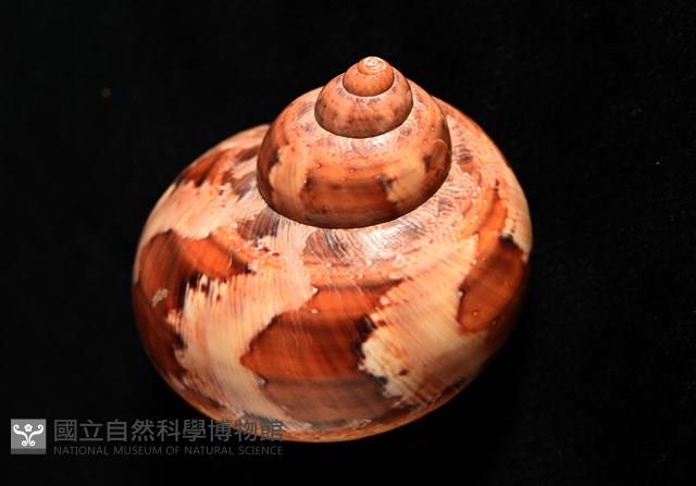 芮氏蠑螺藏品圖，第10張