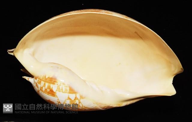 閃電椰子渦螺藏品圖，第10張