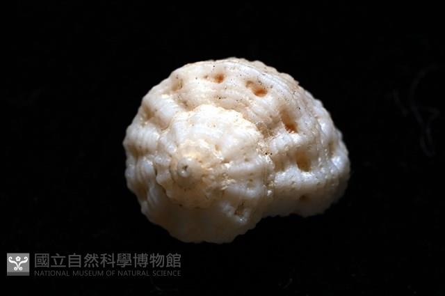 環上花冠螺藏品圖，第10張
