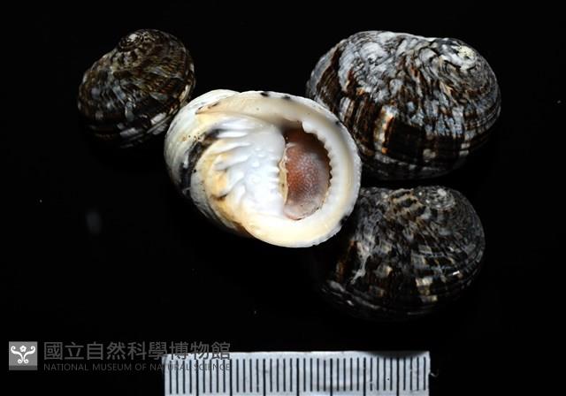 大圓蜑螺藏品圖，第10張