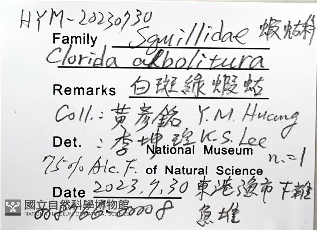 白斑綠蝦蛄藏品圖，第10張