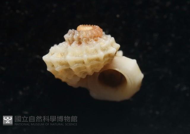 大溪花冠螺藏品圖，第10張
