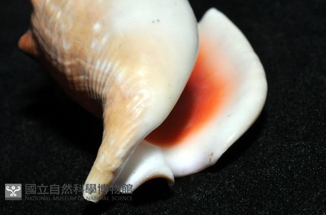 紅袖鳳凰螺藏品圖，第10張