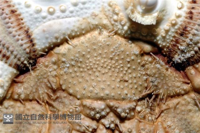 棒棘鋸頭帕(環鋸棘頭帕)藏品圖，第10張
