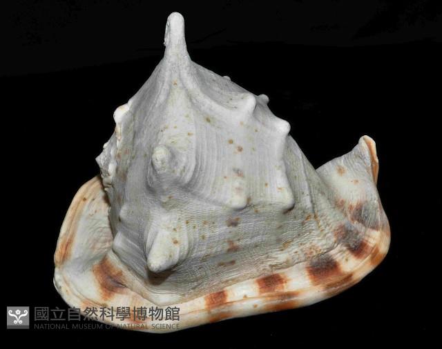 唐冠螺藏品圖，第10張