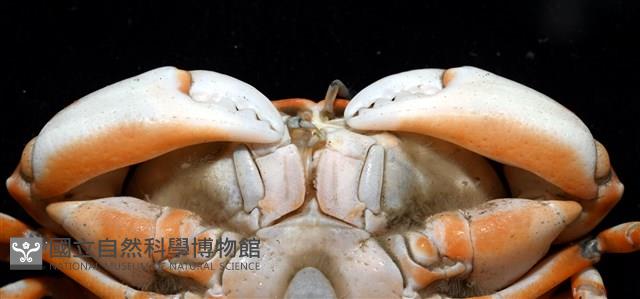 紅斑斗蟹藏品圖，第10張