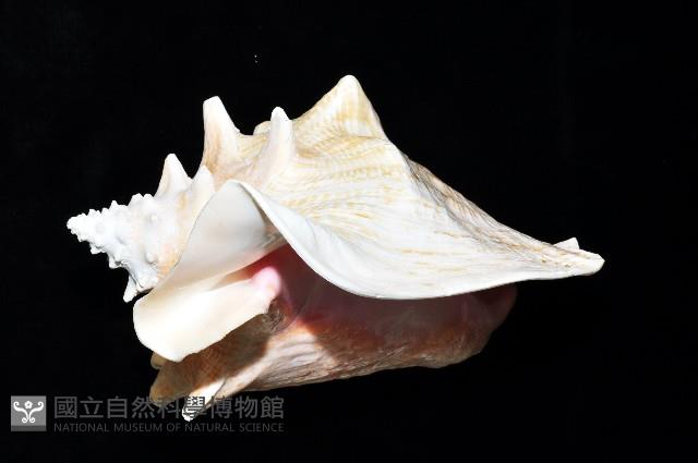 女王鳳凰螺藏品圖，第10張