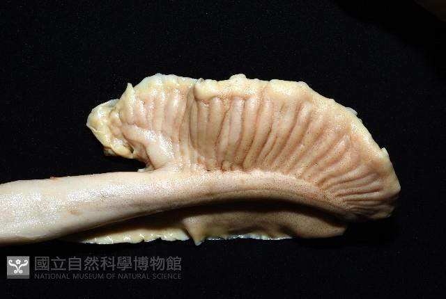 白斑烏賊藏品圖，第10張