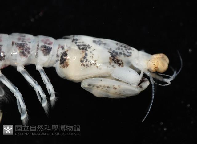 豹斑幼嫩蝦蛄藏品圖，第10張