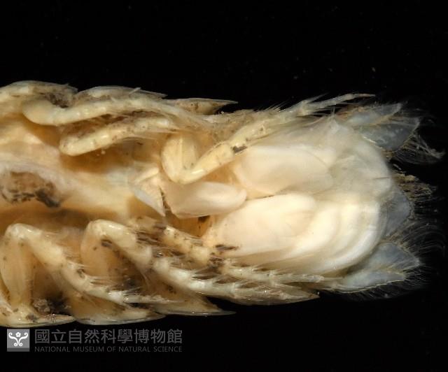 未知種浪漂水虱藏品圖，第10張