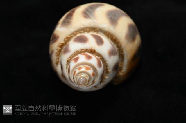 開氏鳳螺藏品圖，第10張