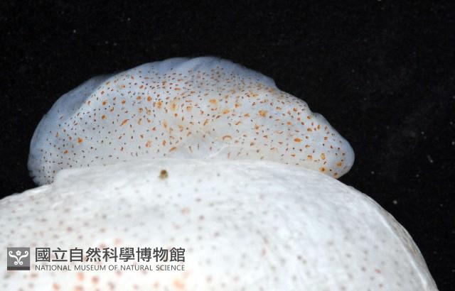 未知種後耳烏賊 1藏品圖，第10張