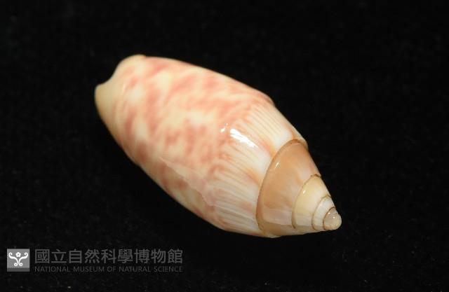 巴金森氏榧螺藏品圖，第10張