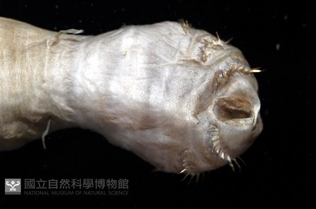 不倒翁蟲藏品圖，第10張