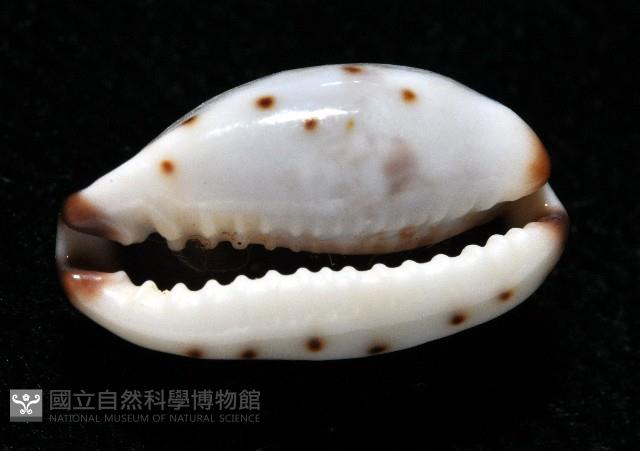 小眼寶螺藏品圖，第10張