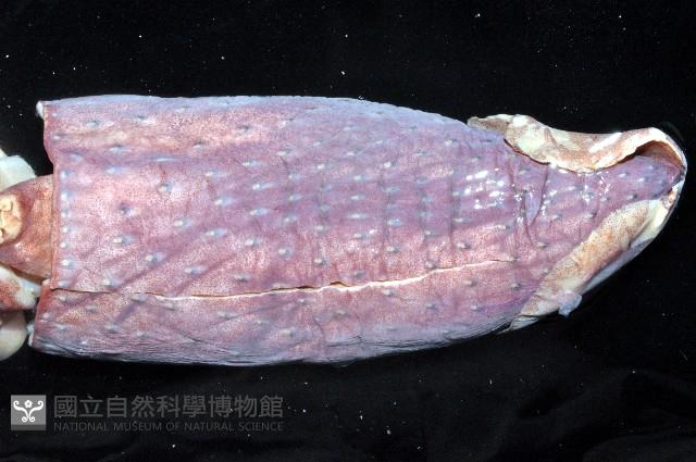 奇妙帆魷藏品圖，第10張