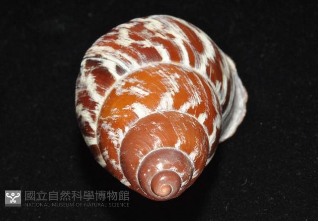 雲嬌蝸牛藏品圖，第10張